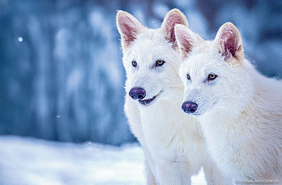 An image of two dire wolves.