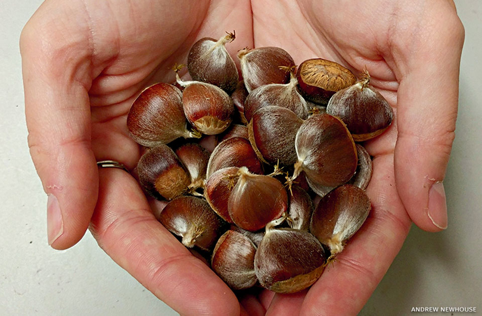 An image of a researcher's hands full of freshly harvested chestnuts.