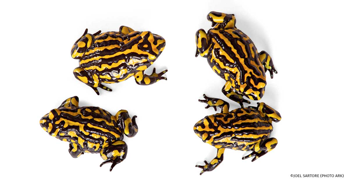 An image of Southern corroboree frogs.