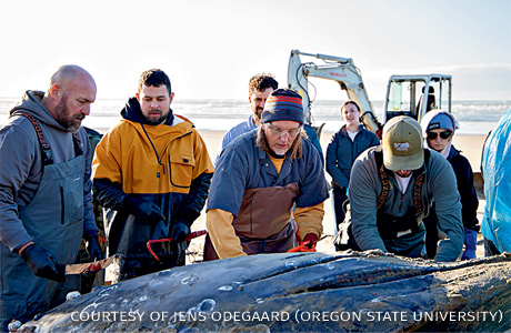 An image of Tribal members and the necropsy team harvesting blubber.