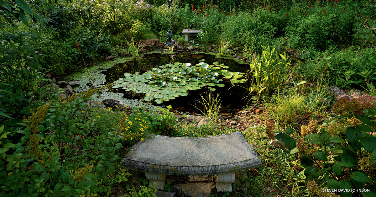 An image of Maggie's Pond, surrounded by native plants.