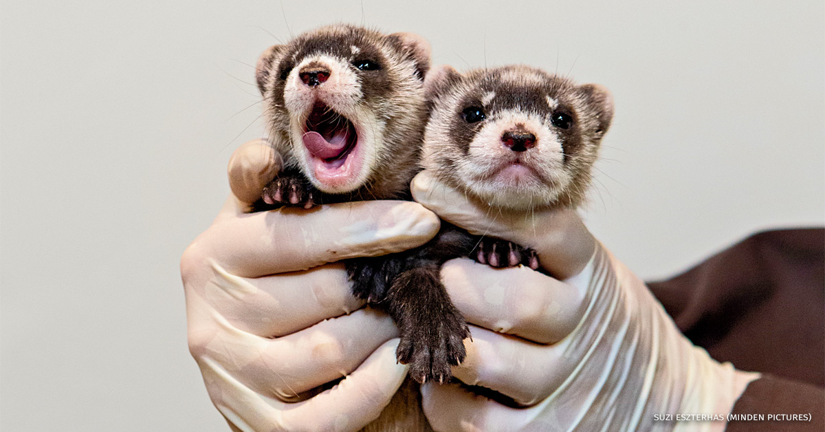 An image of two black-footed ferret kits.
