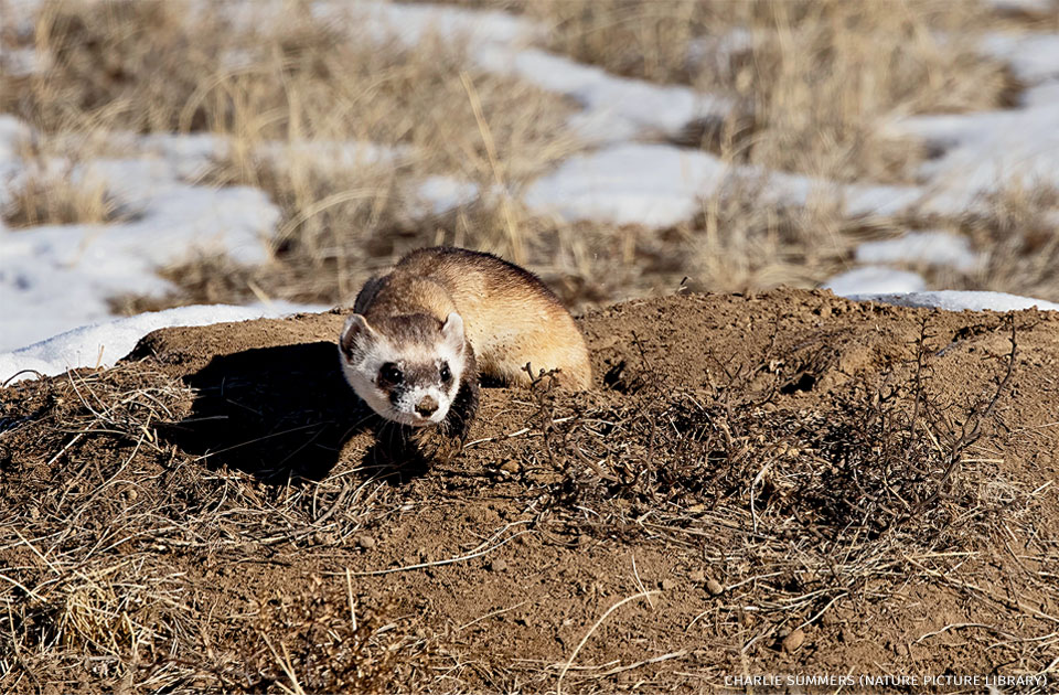 An image of a black-footed ferret emerging from a prairie dog burrow.