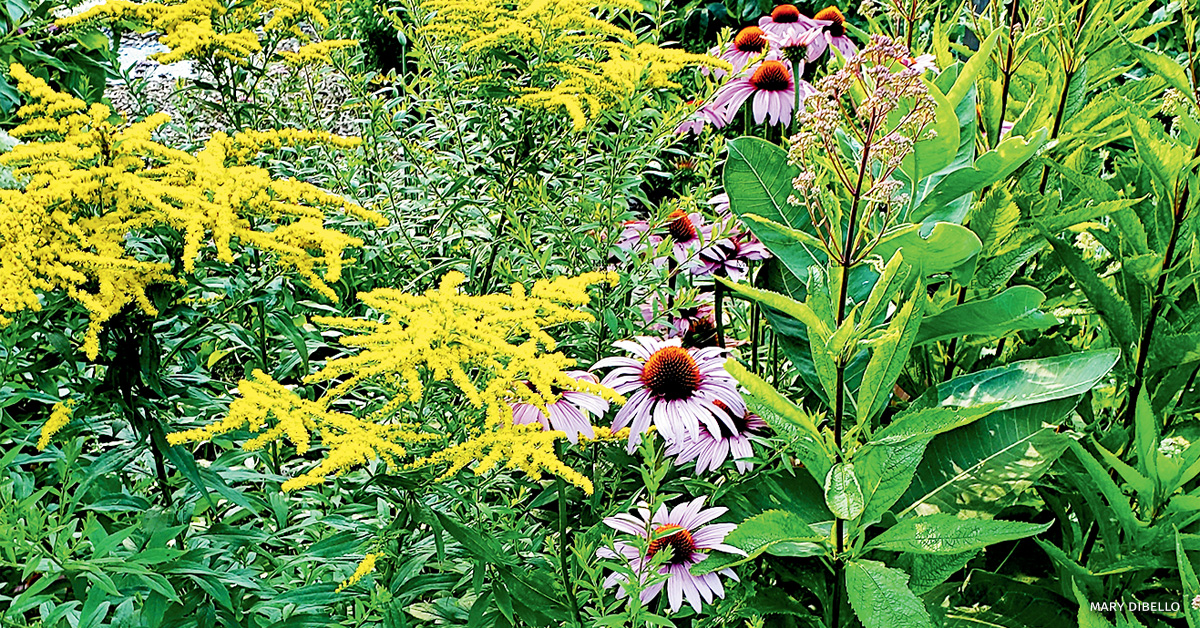 An image of native plants at Monarch Waystation and Pollinator Garden.