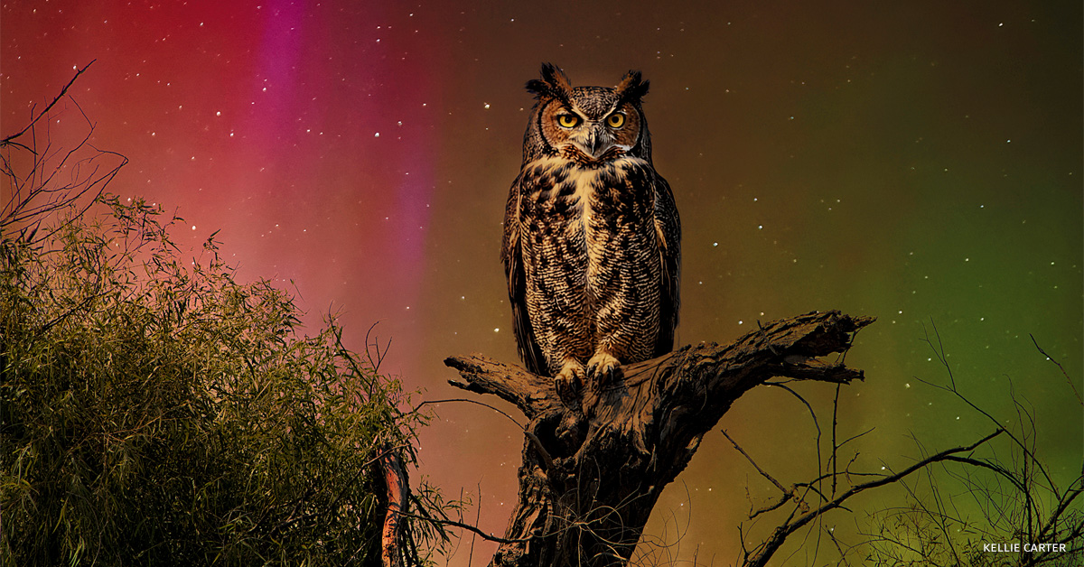 An image of a great horned owl.