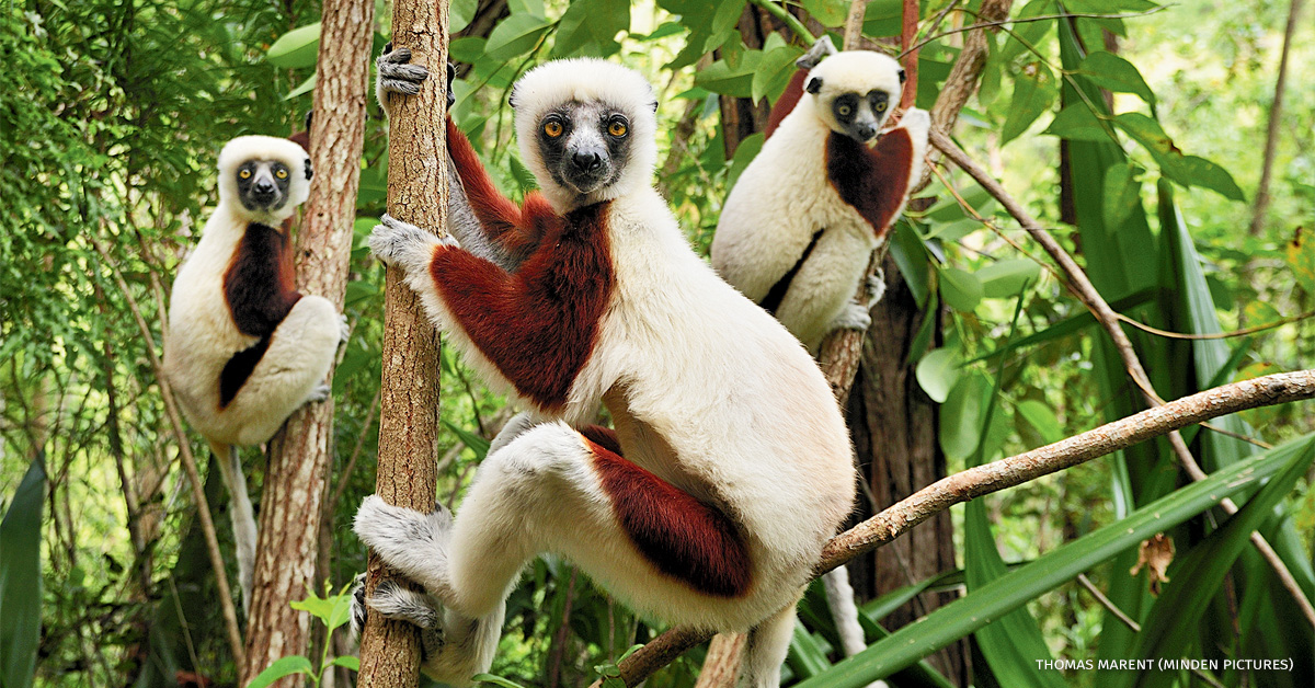 An image of a trio of Coquerel's sifaka in trees.