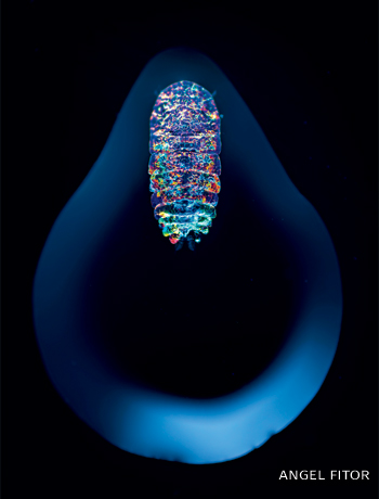 An image of a 1500 microns sea sapphire inside a droplet.