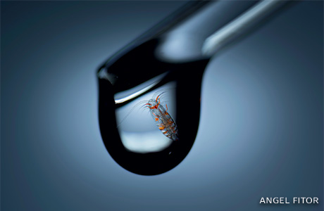 An image of a Calanus copepod suspended in a droplet of sea water.