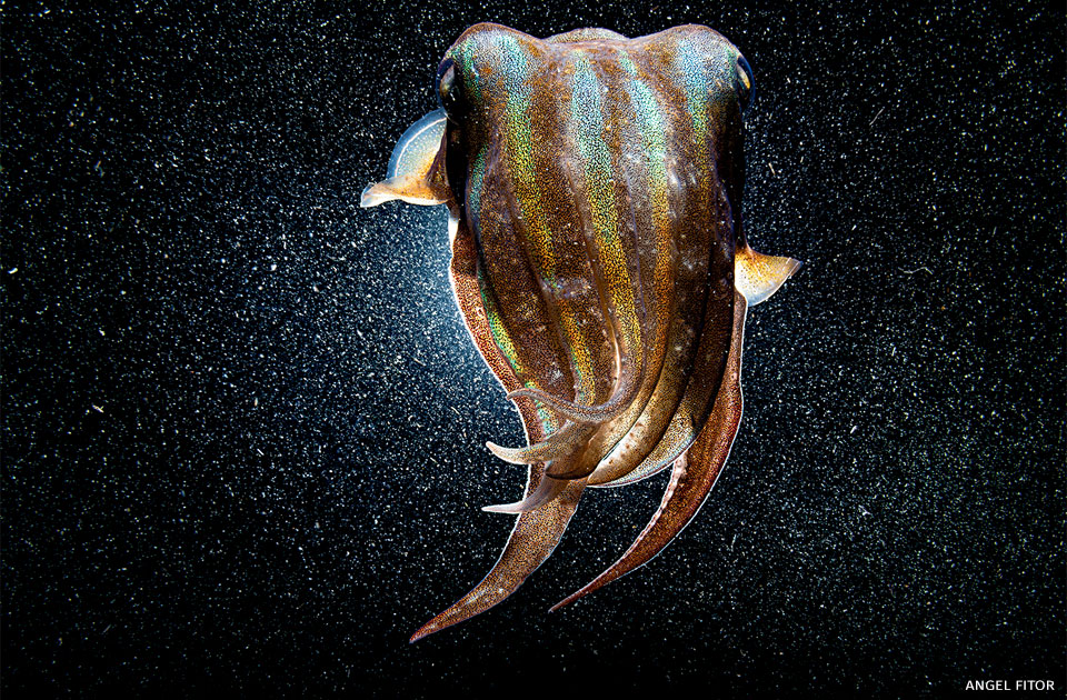 An image of a common cuttlefish amidst a cloud of plankton.