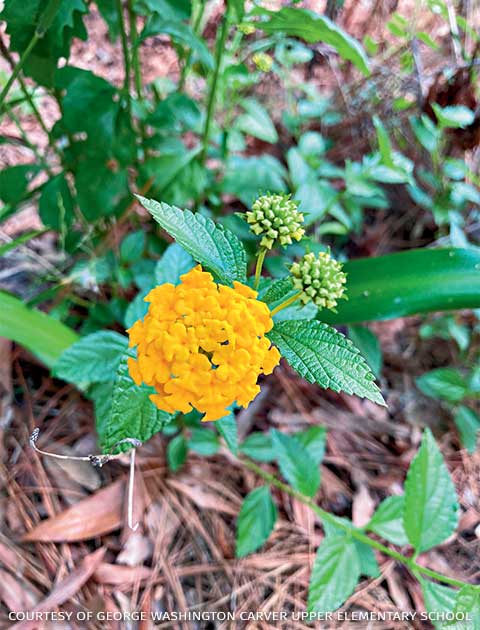 An image of a plant.