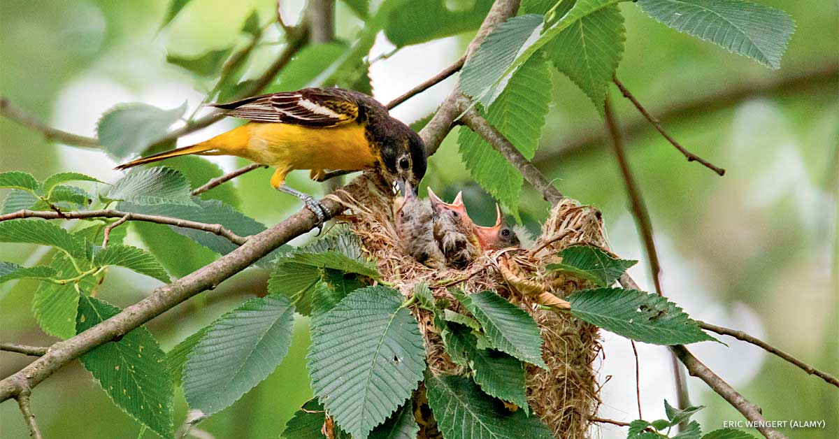 An image of a Baltimore oriole nest.
