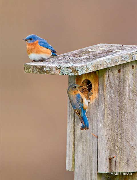 An image of an eastern bluebird pair at their nestbox.