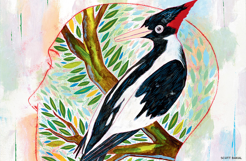 An illustration of an ivory-bill in front of an outline of a human head.