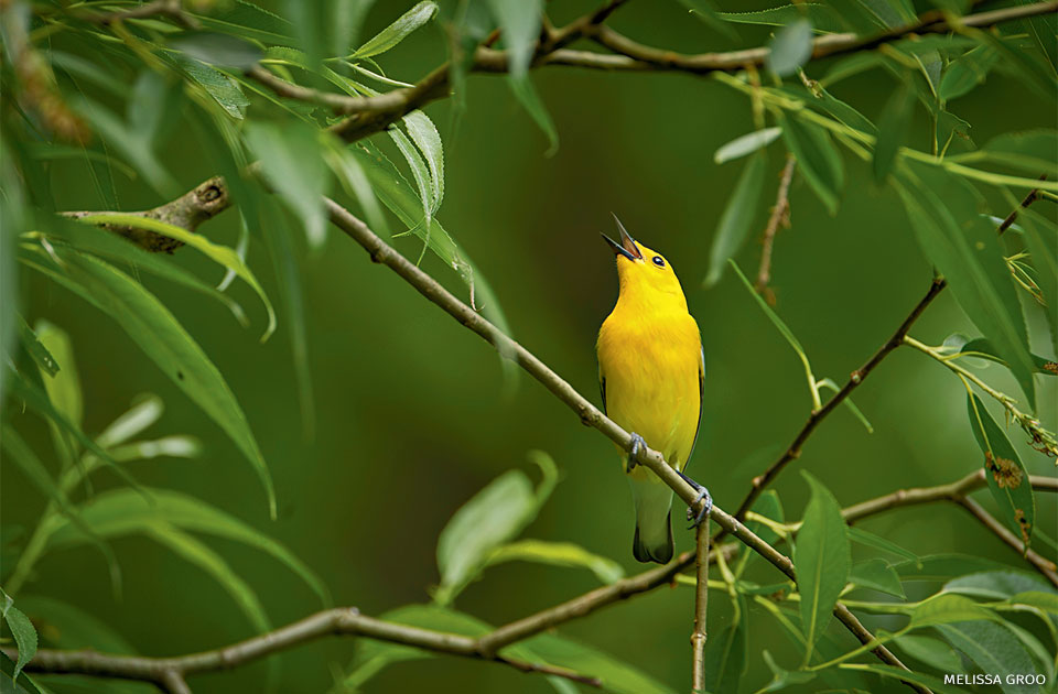 An image of a prothonotary warbler.