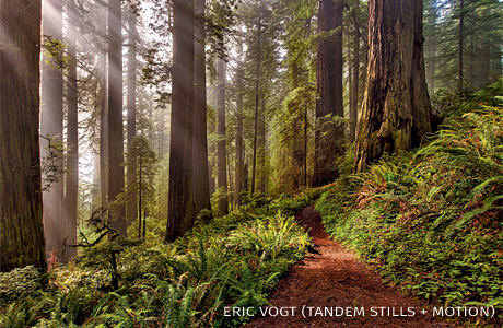 An image of sunrays breaking through trees in the Redwood Forest.