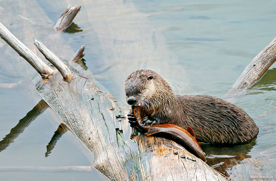 An image of a North American river otter.