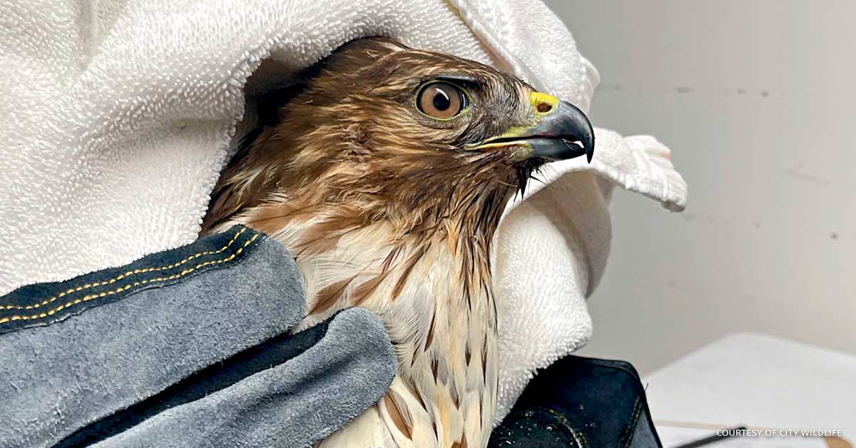 An image of a red-shouldered hawk.