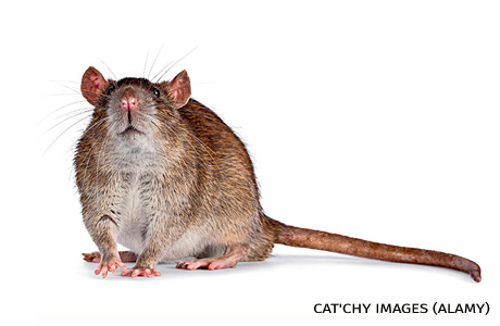 An image of a brown pet rat.