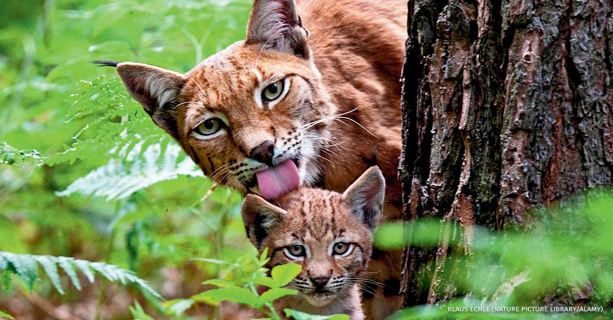 An image of a Eurasian lynx mother and cub.