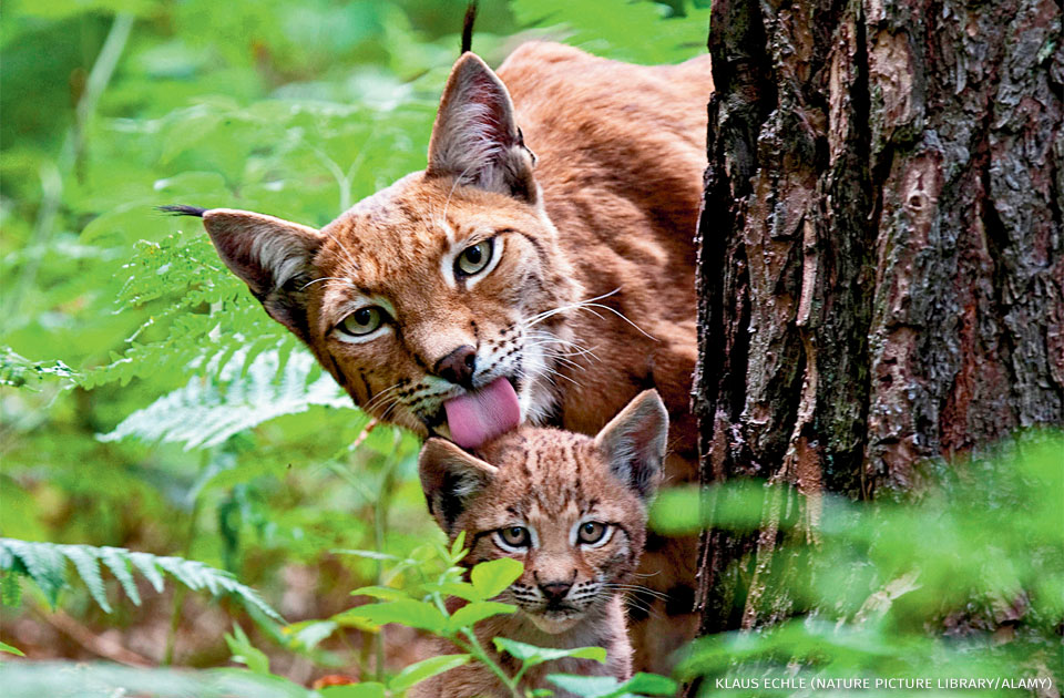 An image of a Eurasian lynx mother and cub.