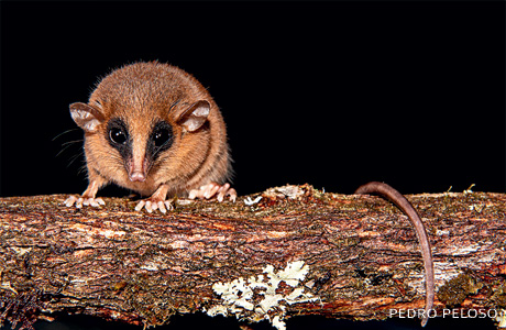 An image of a mouse opossum.
