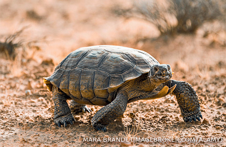 An image of a Mojave desert tortoise.
