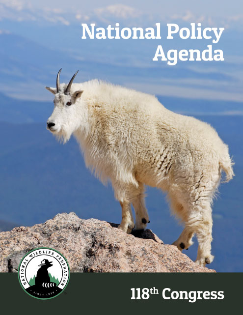 National Policy Agenda 118th Congress | National Wildlife Federation - Vimarsana News