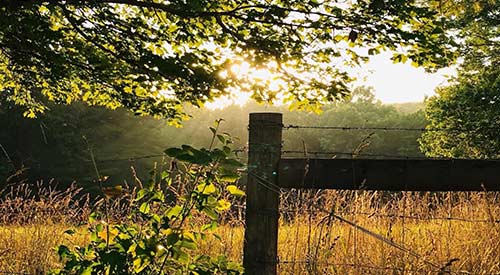 Wire fence with tall grasses and sun shining through trees