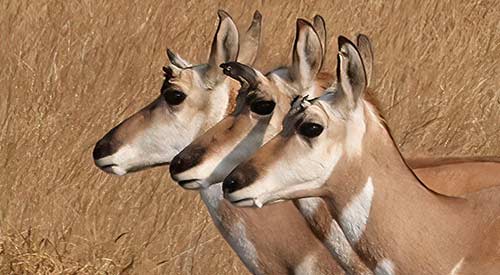 Three pronghorn