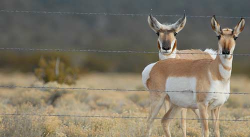 Two pronghorn looking through wire fence