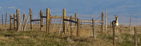 Pronghorn behind fence