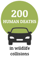 Car graphic with the statistic 200 human deaths in wildlife collisions