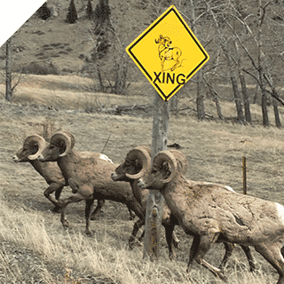 Herd of bighorn sheep near wildlife crossing road sign