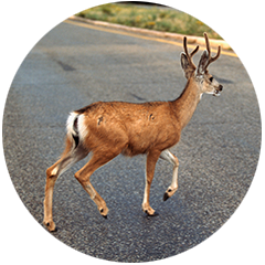Deer crossing a road