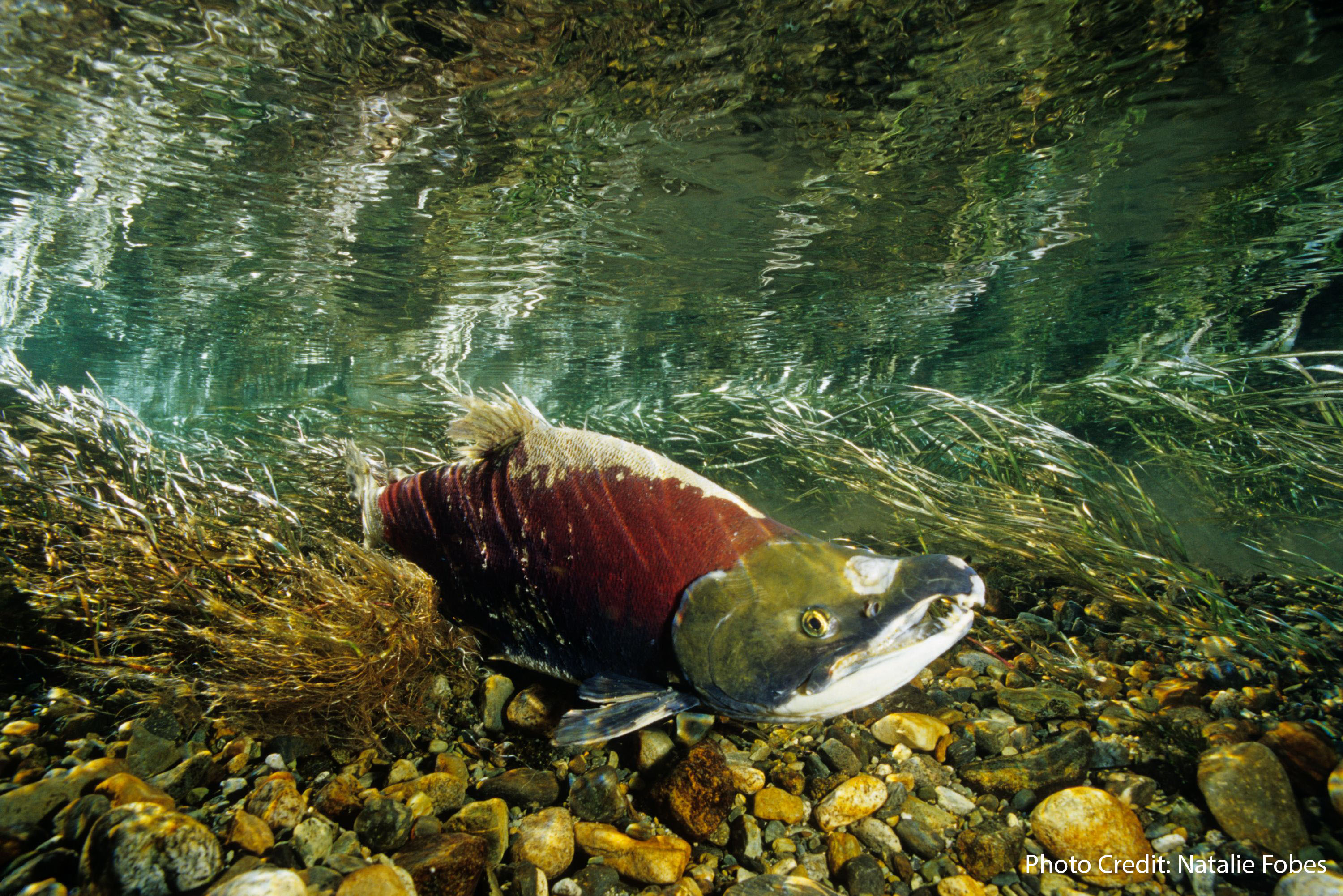 Snake River Salmon snake-river-salmon