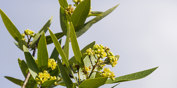 California Bay Laurel
