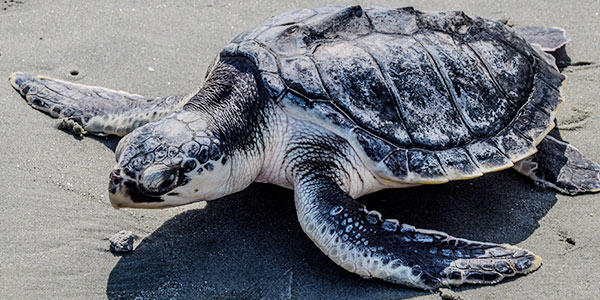 Kemp s Ridley Sea Turtle National Wildlife Federation