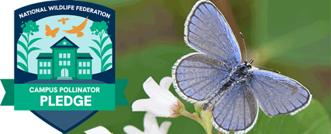 National Wildlife Federation Campus Pollinator Pledge Logo
