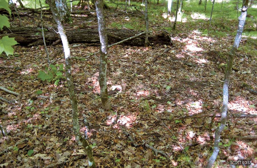 Wisconsin Earthworm Too Much Wiggle Room