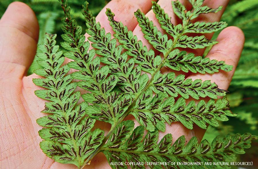 “A hand holding Governor Laffan's fern in Bermuda