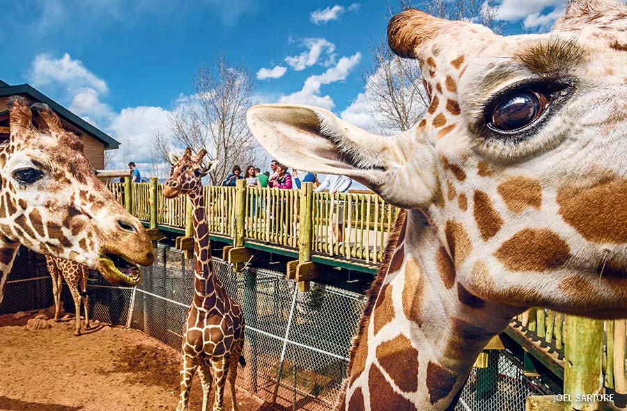 “Giraffes at the Cheyenne Mountain Zoo 